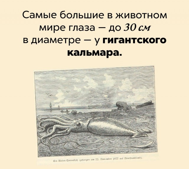 Подборка бесполезных,но интересных фактов.