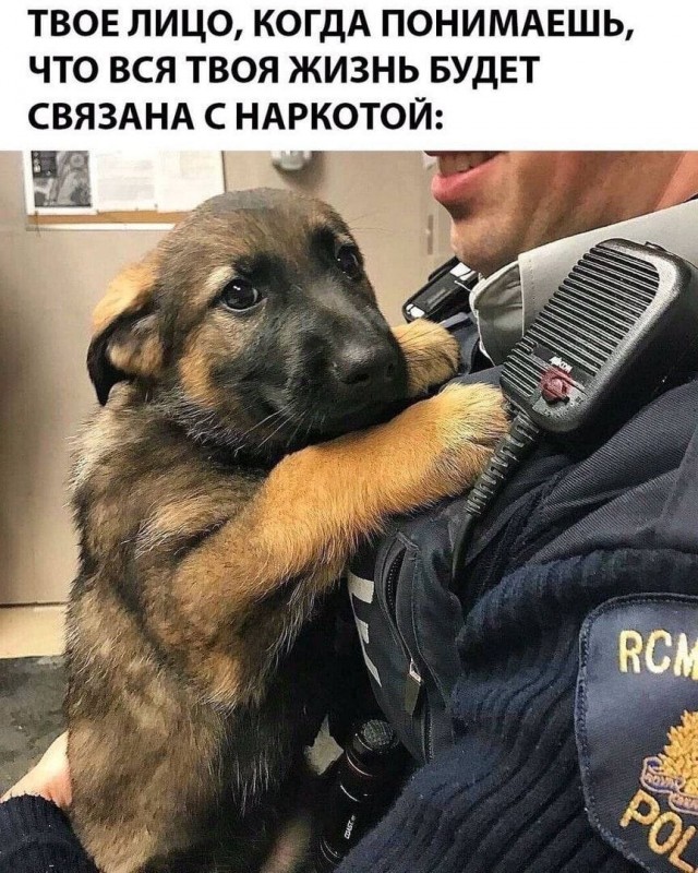 Немецкая овчарка Кросс не только служит в курской полиции, но и научилась подпевать сирене служебной машины