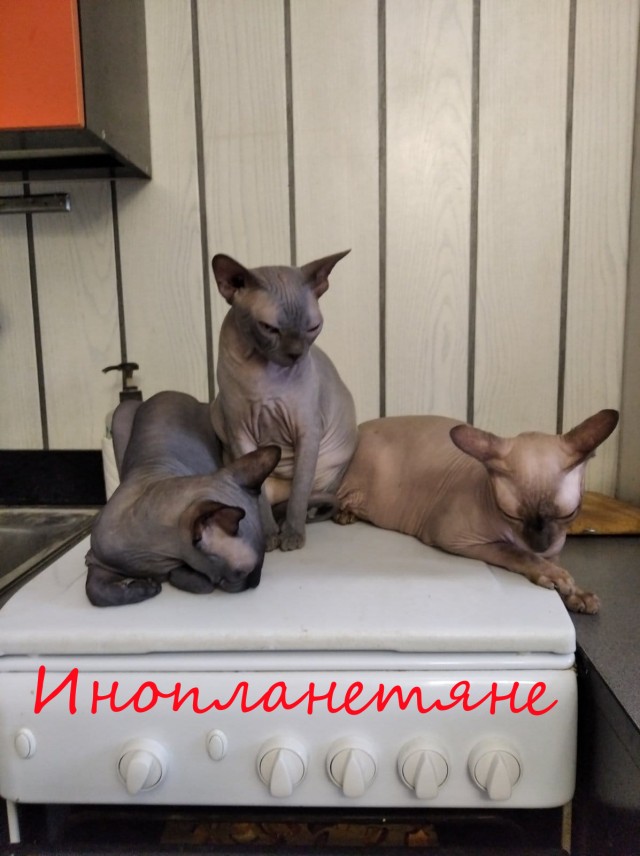 Жизнь домашнего приюта "Котоленд" 374