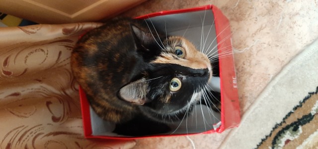 Я опять кота нашёл