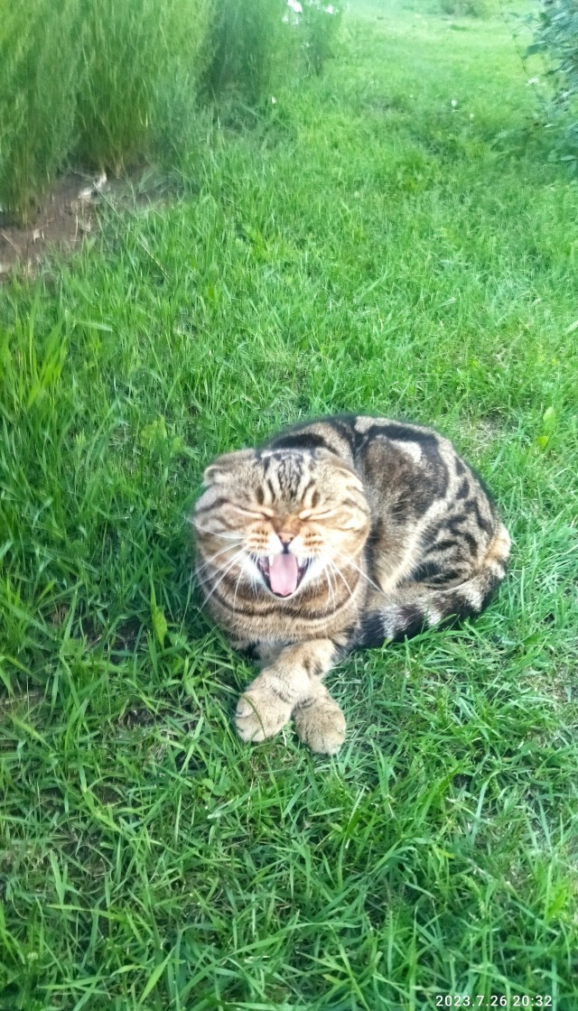 Не только котовторник, а еще и Всемирный день кошек!