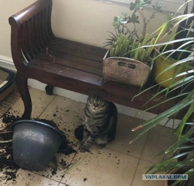 Откуда берутся женоненавистники
