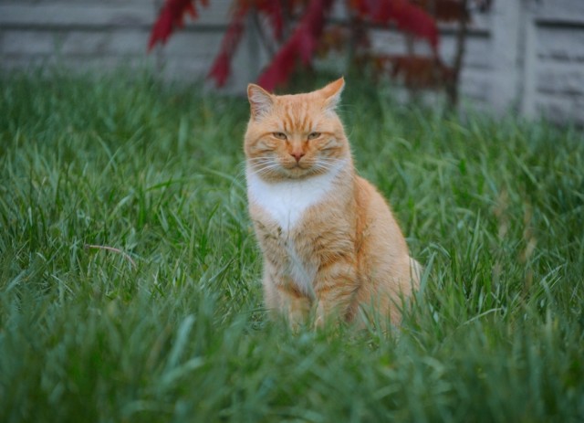 Котовторник Рыжих