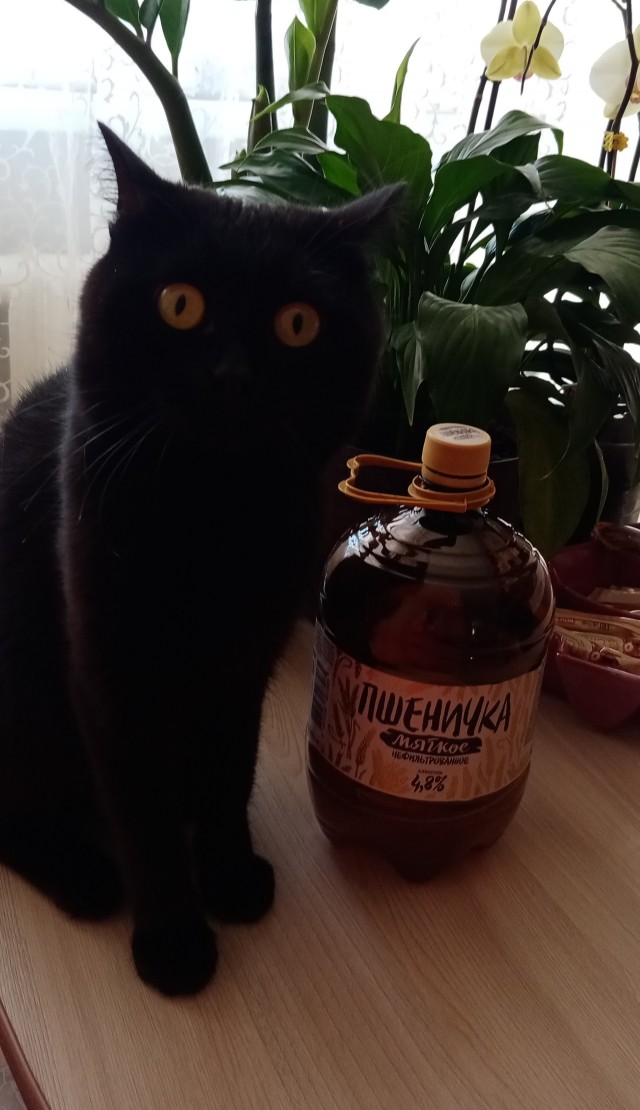 Жизнь домашнего приюта "Котоленд" 410