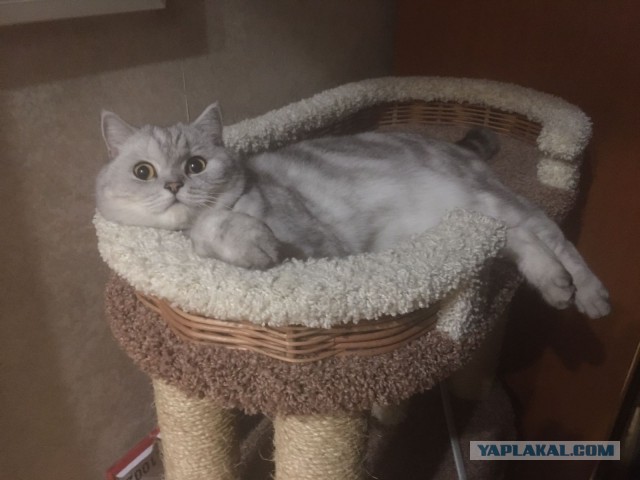 Год назад мы стали рабами (котовторник)