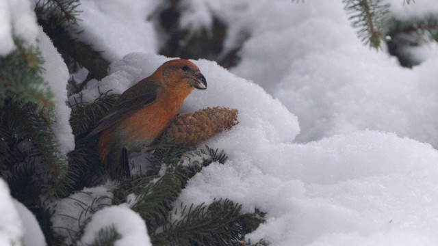 Клёст