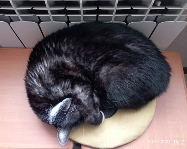 С котовторником ЯПовцы