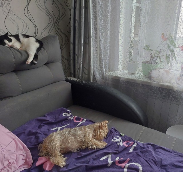 Всех с котовторником