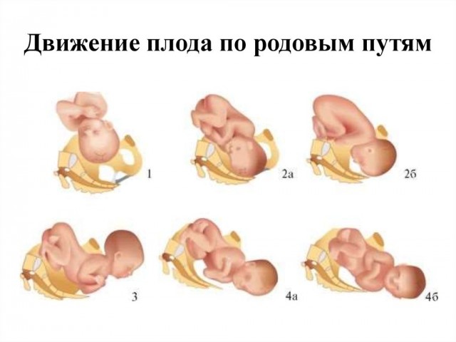 Ответ, на тему "Рожай!" Девушки, это правда? +18