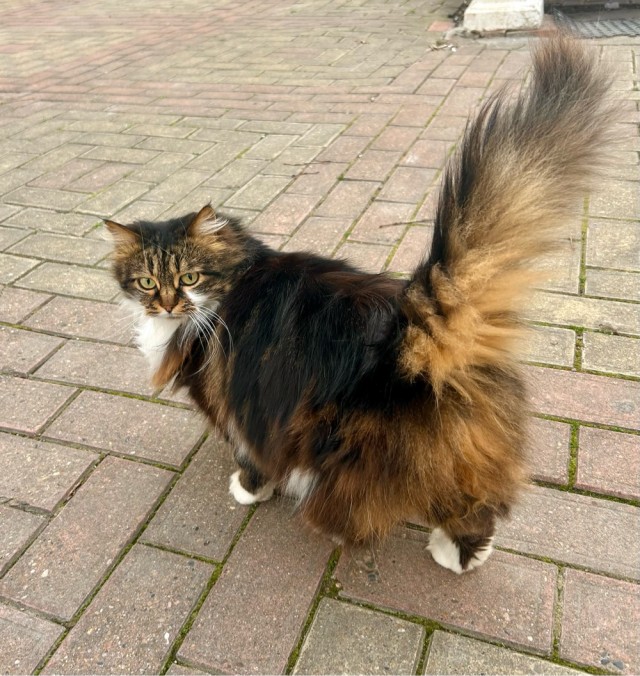 Моя кошка