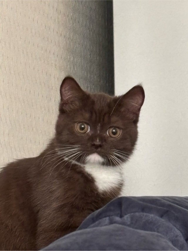С Котовторником!