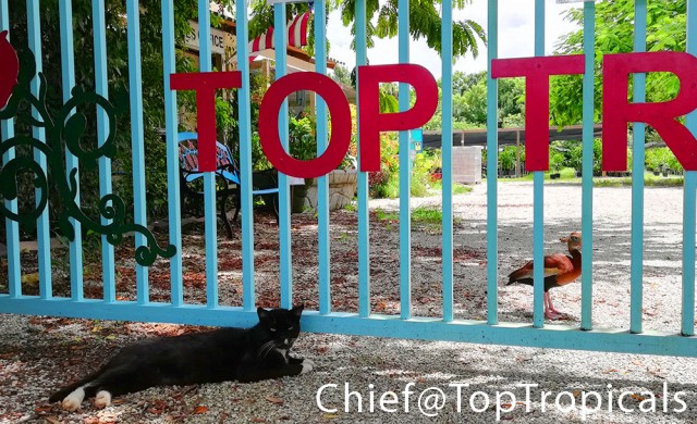 Коты. "Было - Стало"