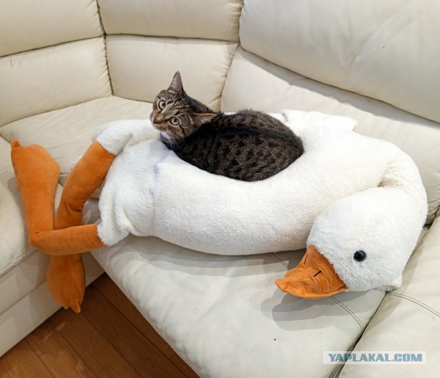 А где котики, сегодня же вторник!