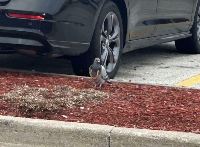 Вам всё равно никто не поверит: 30 фото удивительных случаев от пользователей Сети