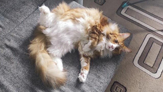 Котовторник! Успел!)