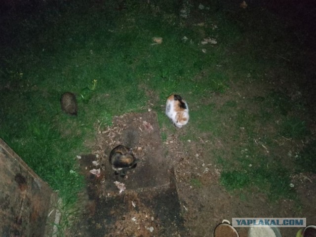 Жизнь домашнего приюта для котеек 541