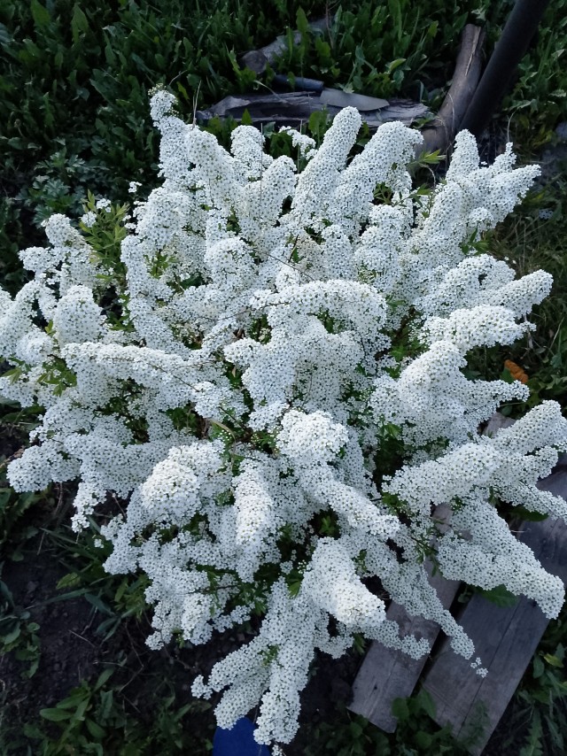 Роза-брюква