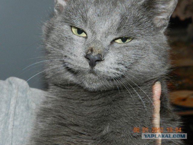 Котовторник 25.06.2013