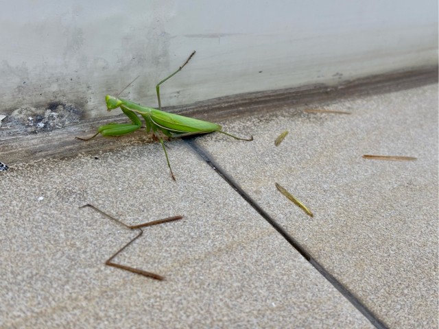 У кого-то сытный обед