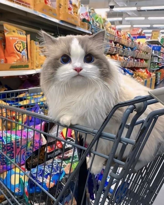 Кот