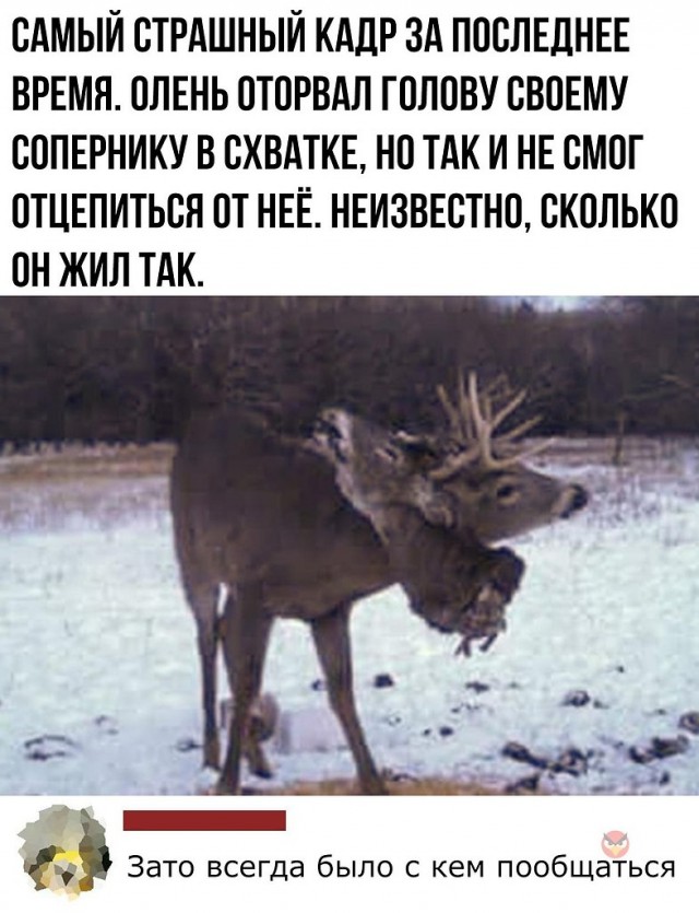 Дикий олень замечен с головой мертвого соперника, застрявшей в его рогах