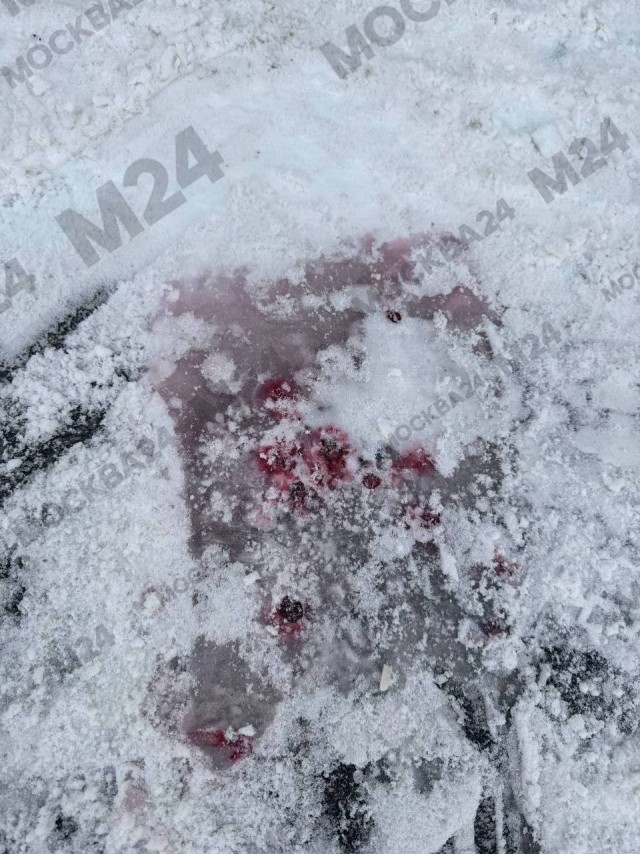 Жители боятся гулять с питомцами в ЖК «Мещерский лес»