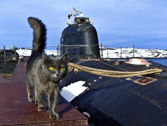 Зачем моряки держали кошек на кораблях — и это не про крыс