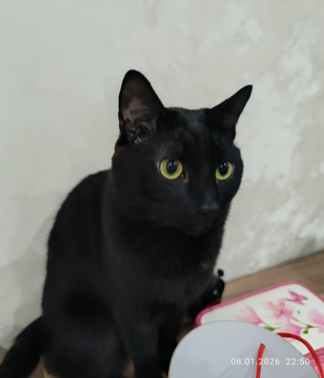 Спасение котят, не забугорное