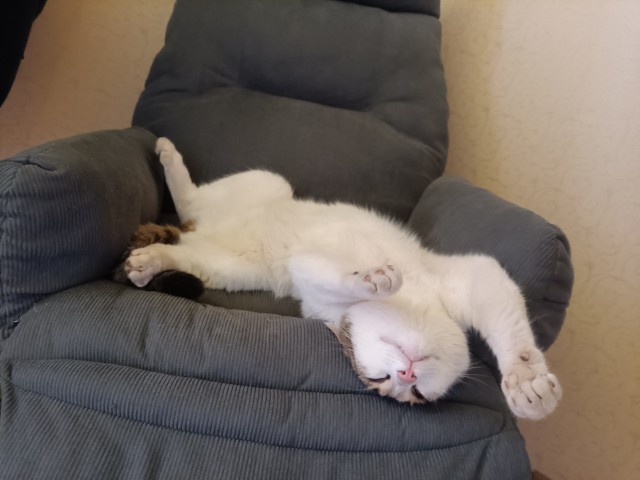 Сонные котямбосы