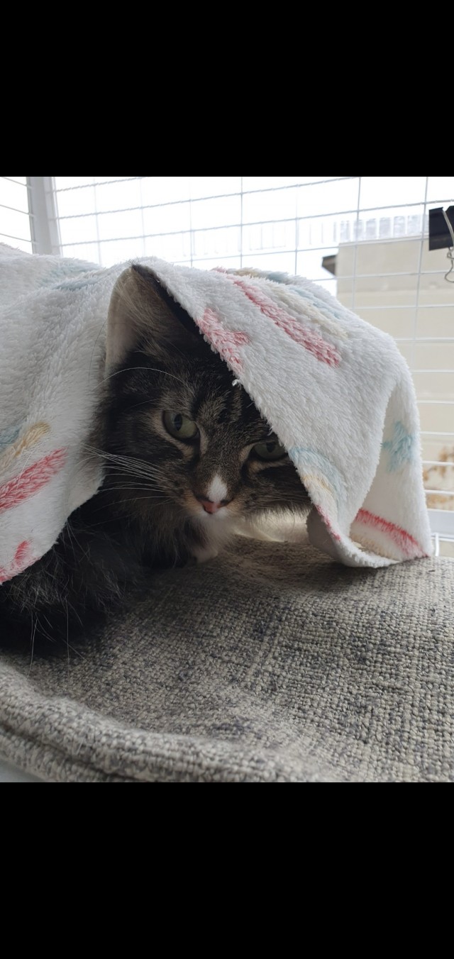 котовторник