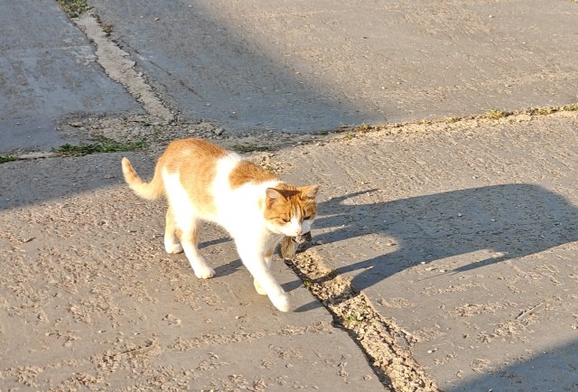 Котовторник же!