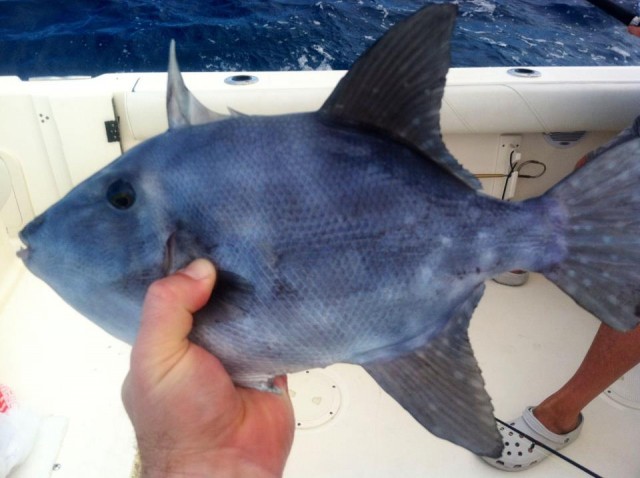 Вот почему я боюсь далеко заплывать