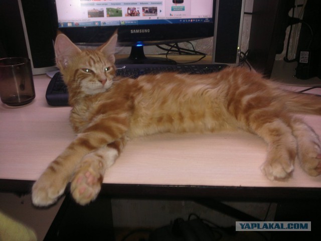 Котовторник 29.10.2013