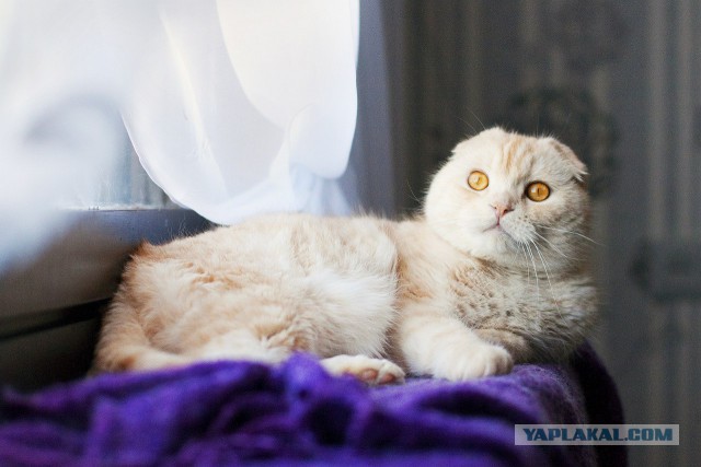 Какяхожувтуалет