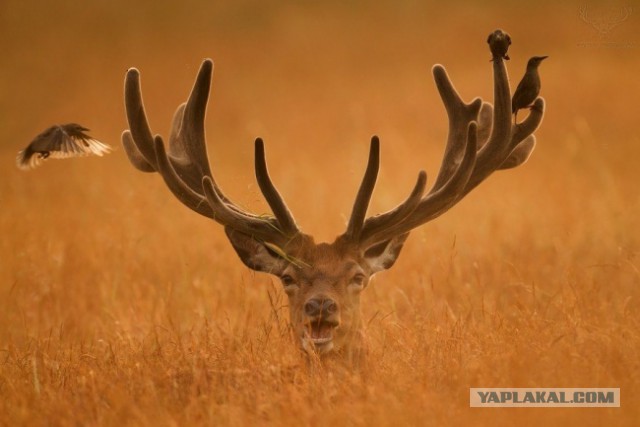 30 самых удачных фотографий января