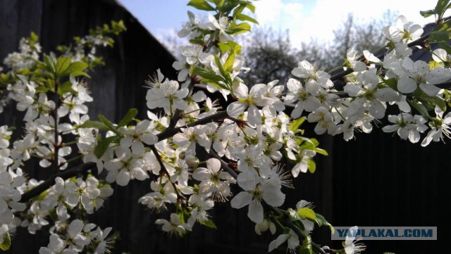 Зачем мне айфон?