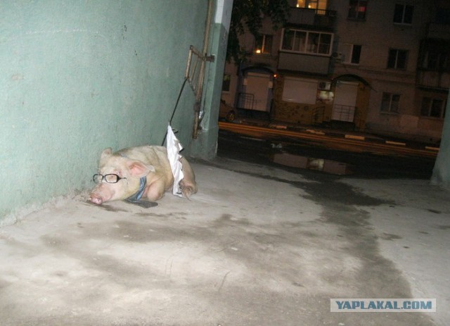 Решил выложить свои приколы