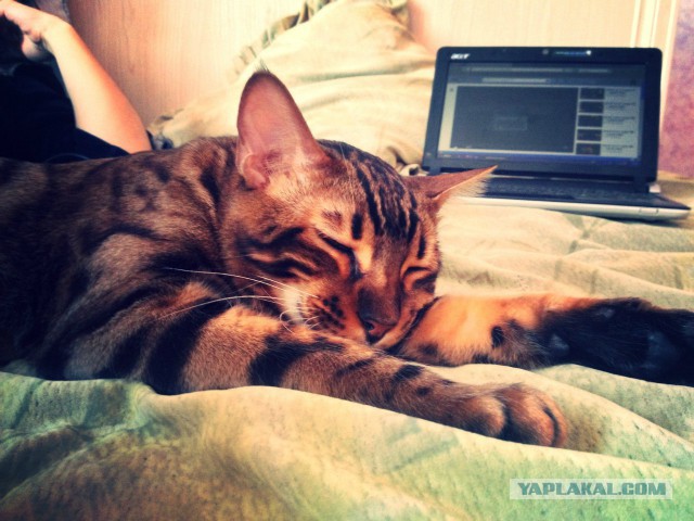 Котовторник 04.03.2014