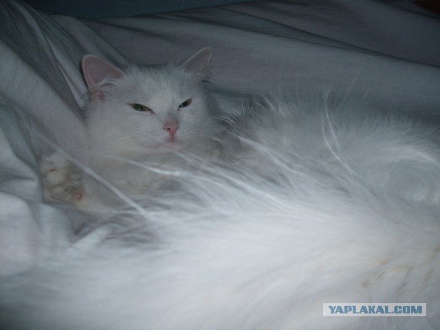Котовторник 27.5.2014