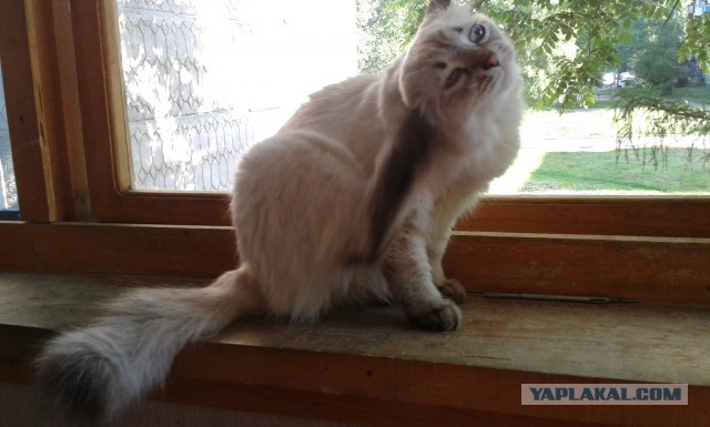 Котовторник 24.06.2014