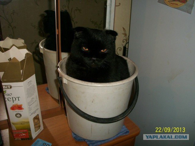Котовторник  08.07.2014