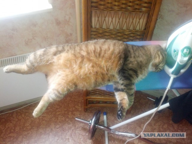 Котовторник  08.07.2014