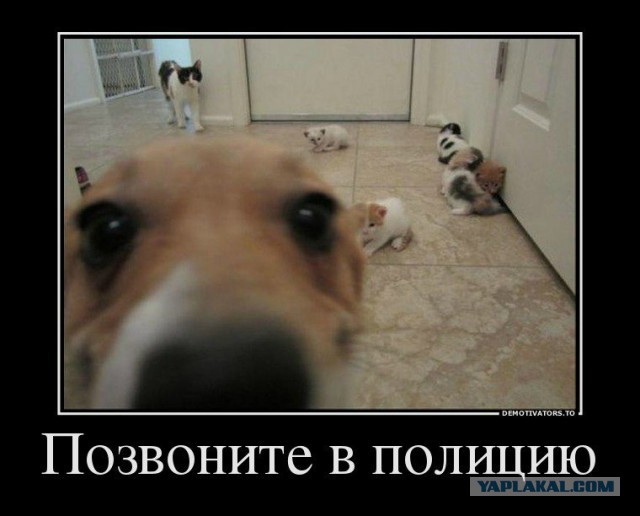 С миру по нитке. Демотиваторов чуть