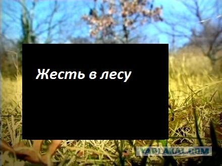 Жесть в лесу. 18+