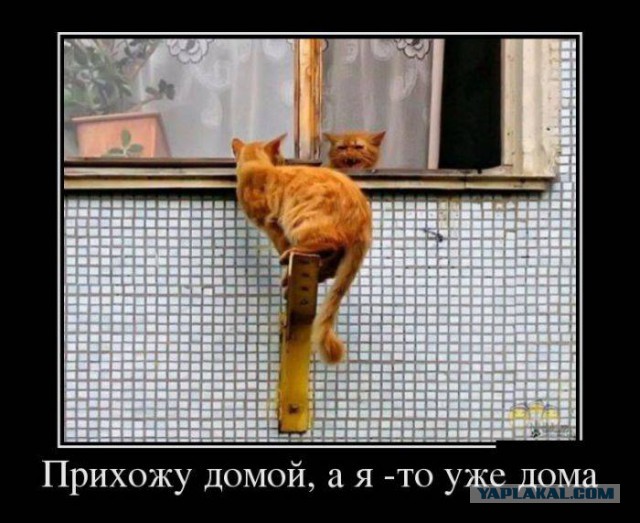 Весёлые картинки