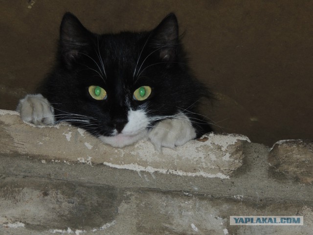 Котовторник