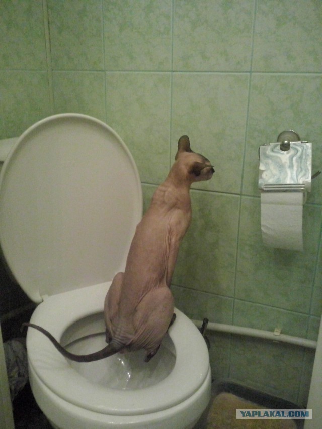 Сфинкс