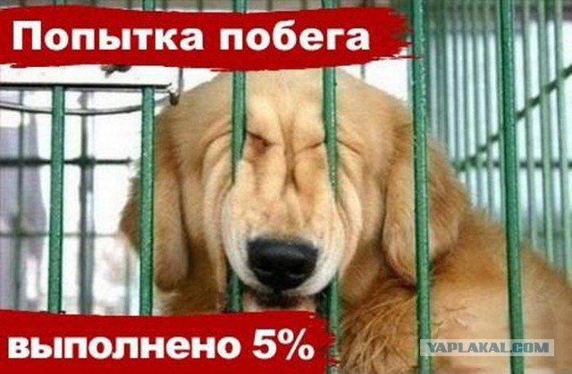 41 веселая картинка