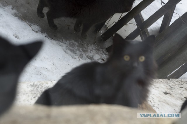 Котовторник