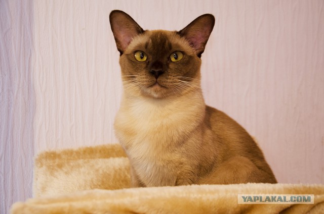 Котовторник 29-09-2015,